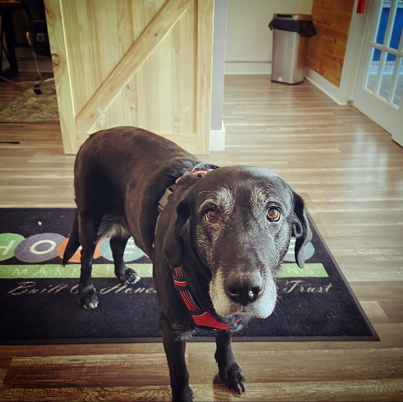 Hollywood Holly Dog Shoreline Digital Marketing