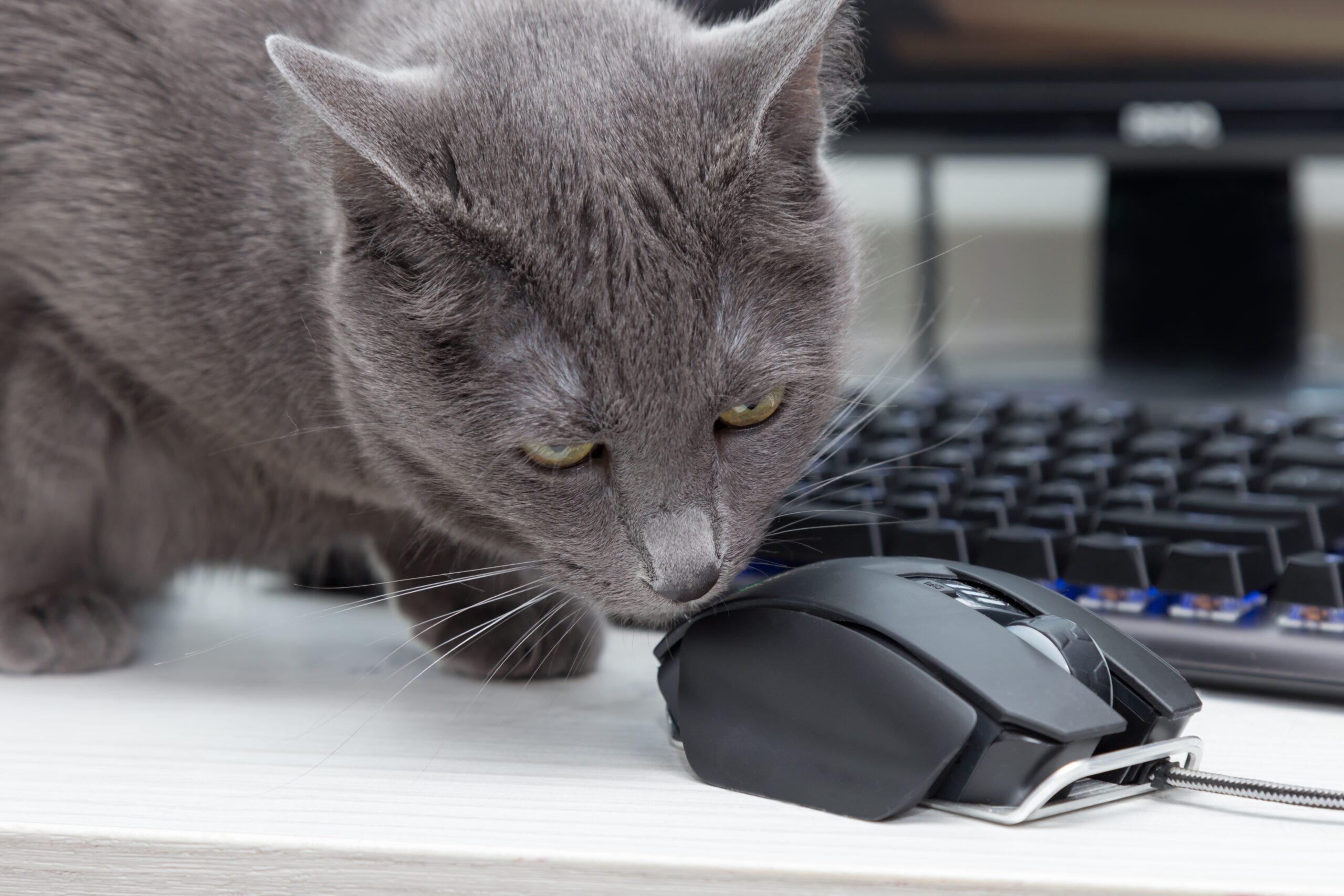 How to Make Your Pest Control Company Rank on Google Maps in 2026